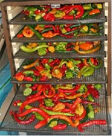 Drying chilli peppers in a food dehydrator