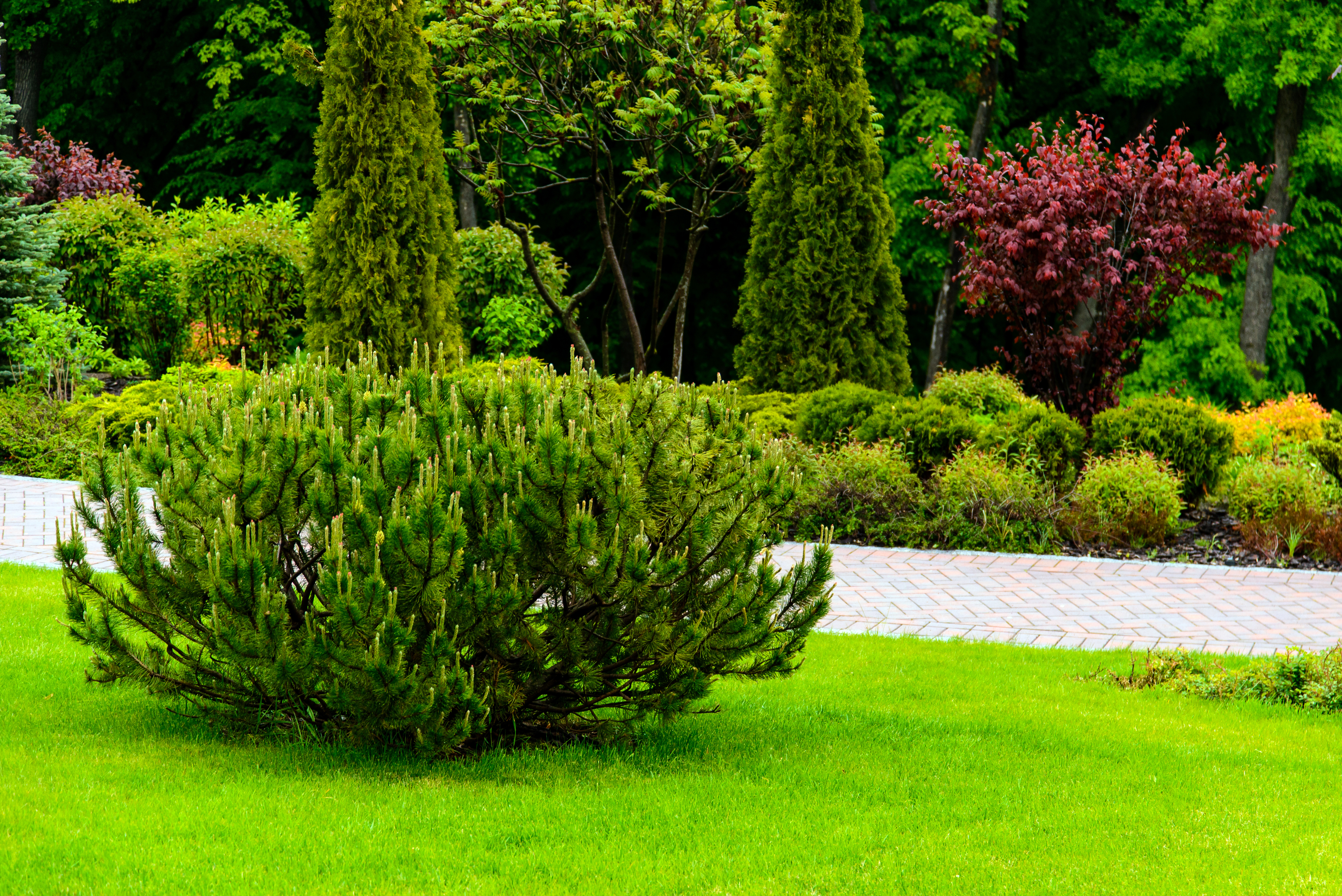 Drought‑Proof Your Yard: Australia's Guide to Lush, Low‑Maintenance Lawns with Pet‑Safe Turf & Native Plants